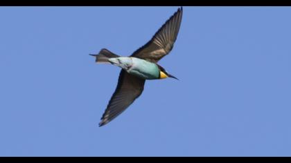 European Bee-eater