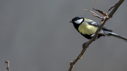 Great Tit