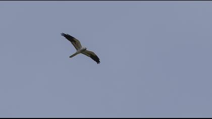 Montagu`s Harrier