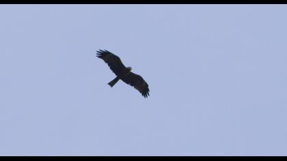 Black Kite