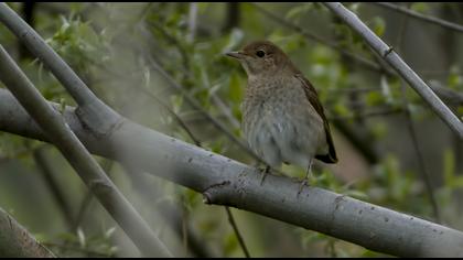 Thrush Nightingale