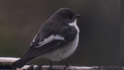 European Pied Flycatcher