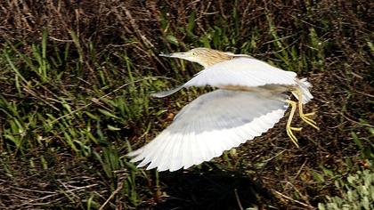 Squacco Heron