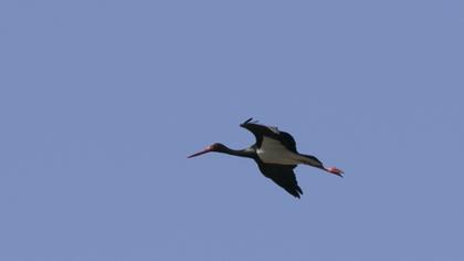 Black Stork