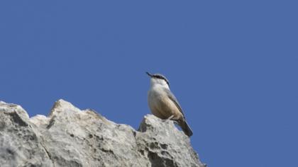 Western Rock Nuthatch