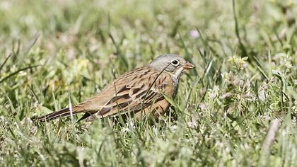 Ortolan Bunting