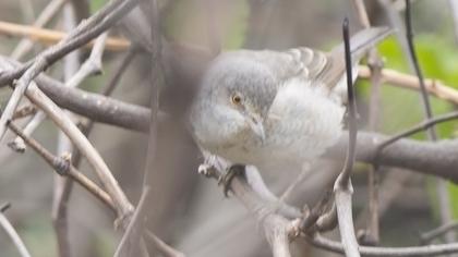 Barred Warbler