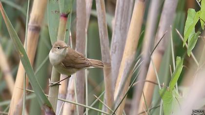 Eurasian Reed Warbler