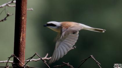 Red-backed Shrike