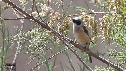 Eurasian Penduline Tit