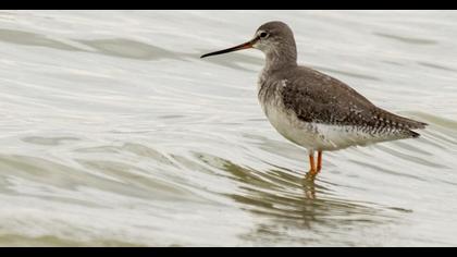 Spotted Redshank