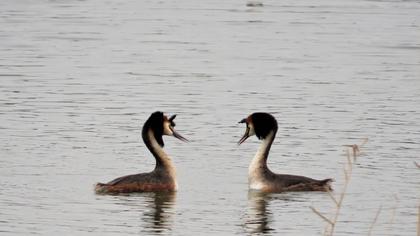 Great Crested Grebe