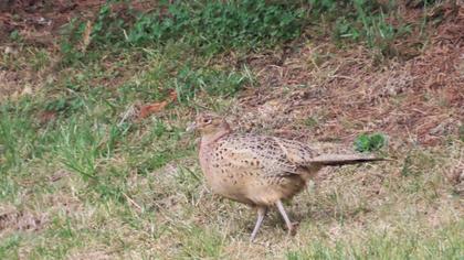 Common Pheasant