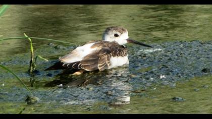 Black-winged Stilt