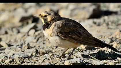 Horned Lark
