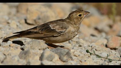 Pale Rockfinch