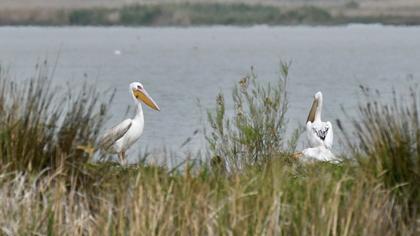 Great White Pelican