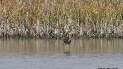 Purple Heron
