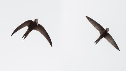 Pallid Swift