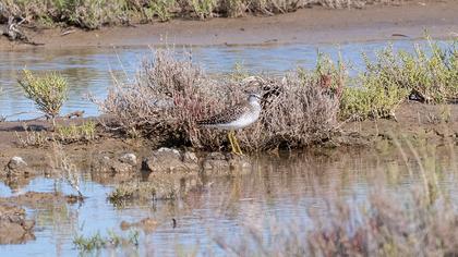 Wood Sandpiper