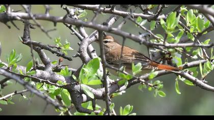 Rufous-tailed Scrub Robin