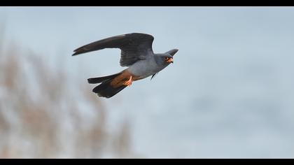 Red-footed Falcon