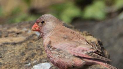 Trumpeter Finch