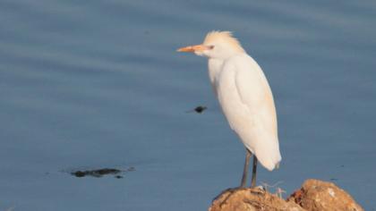 Western Cattle Egret
