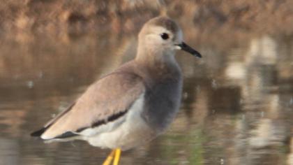 White-tailed Lapwing