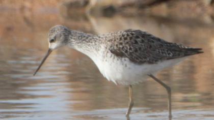 Marsh Sandpiper