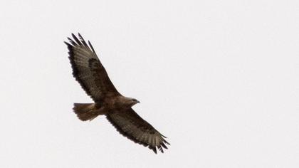 Long-legged Buzzard