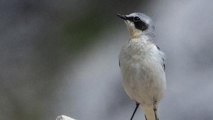 Northern Wheatear