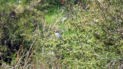 White-throated Robin