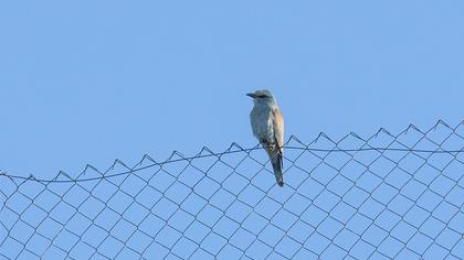 European Roller