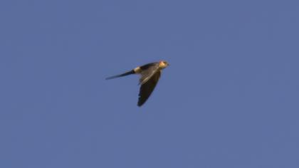 Red-rumped Swallow