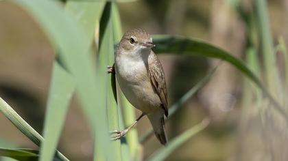 Eurasian Reed Warbler