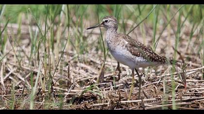 Wood Sandpiper