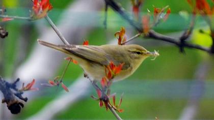 Willow Warbler