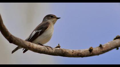 Semicollared Flycatcher