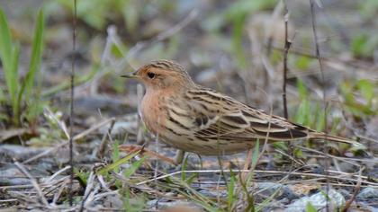 Red-throated Pipit