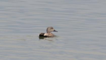 Gadwall