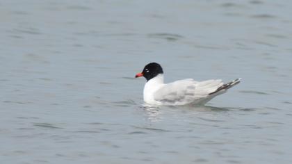 Mediterranean Gull