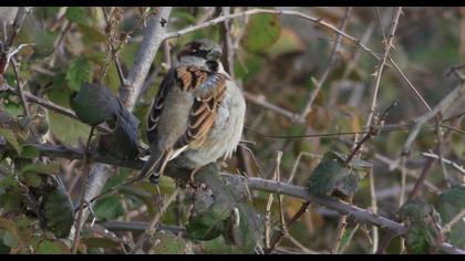 House Sparrow