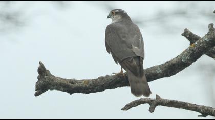 Eurasian Sparrowhawk