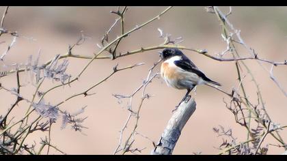 European Stonechat
