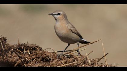 Isabelline Wheatear