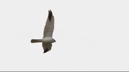 Pallid Harrier