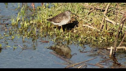 Wood Sandpiper