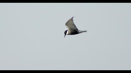 Whiskered Tern