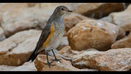 White-throated Robin